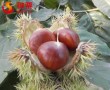 Best frersh chestnuts in the world