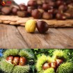 Organic china fresh chestnuts