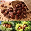 Organic fresh chestnuts