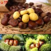 Ready to eat china fresh chestnuts