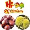 Sweet fresh chestnuts